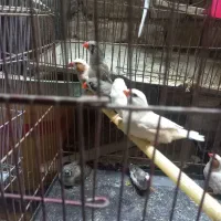 فنچ|پرنده|بهارستان, |دیوار
