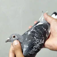 کبوتر آردن