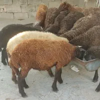 ده راس بره نرافشار درشت کشیده مخصوص پروارقلمدار