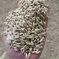 گندم شمارو خریداریم