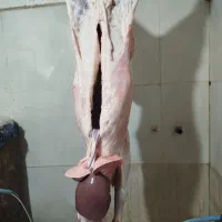 فروش گوشت بره ( قصابی علیخانی )