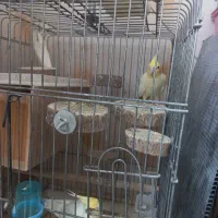 یک جفت عروس هلندی