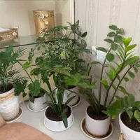 گل های آپارتمانی
