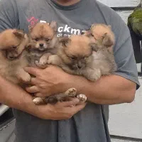 س عدد توله پامر ۴  ماهه واکسن خورده در سلامت کامل