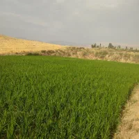گندم دیم  اذر 2