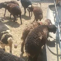 بره|حیوانات مزرعه|قم, زنبیل آباد|دیوار