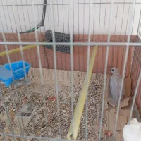 فنچ نرگسی ماده جوجه