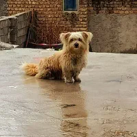 سگ خانگی فروش
