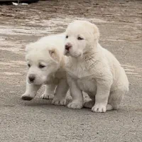 توله سگ الابای درشت هیکل و نگهبان