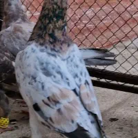 کبوتر رنگی هفترنگ خطی همه آس درجه یک ۱۶ عدد