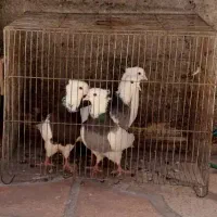 کبوتر