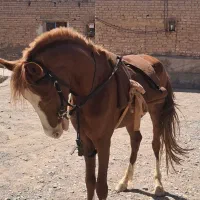 اسب|اسب و تجهیزات اسبسواری|جیرفت, |دیوار