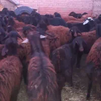 گوسفند نر