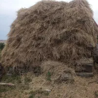 علوفه دام