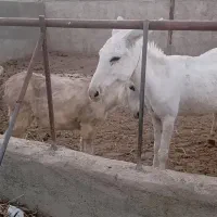 الاغ با کره