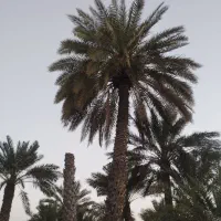 کاه یونجه موجودهست
