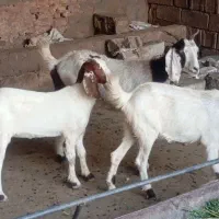 سه عدد بز نجدی