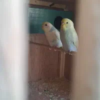 مرغ عشق خوش رنگ