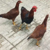 ۲ عدد مرغ محلی  و ۱ خروس محلی