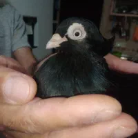 کبوتر فروشی