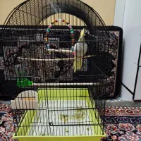 یک عدد عروس هلندی ماده