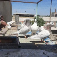 کفتر|پرنده|کوهین, |دیوار