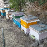 فروش کلنی زنبور عسل