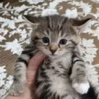 ظرف و خاک گربه