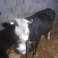 گاو سیمتال اصلی