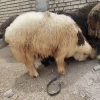 بره چاق