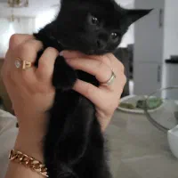 بچه گربه