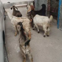 بزعاله نر خرج خوره