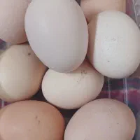 تخم مرغ محلی