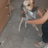 سگ پاکوتاه