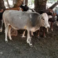 پارینه چاق