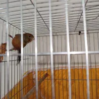 قناری دارچینی سینه سرخ نر