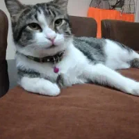 واگذاری گربه به سرپرستی