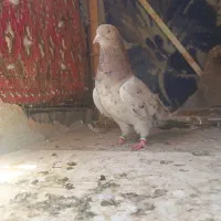 سور ماده