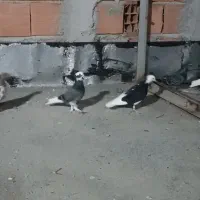 تکپر