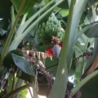 نهال موز سوماترا