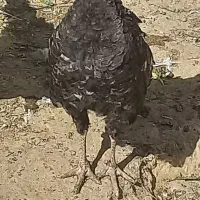 بوقلمون ماده