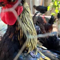 خروس گلین لری هفت ماهه