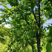 پخش کود حیوانی گاوی و گوسفندی سوخته وسالخورده