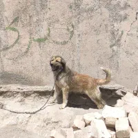 سگ سراب