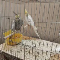 طوطی