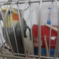 عروس هلندی نرسخنگو