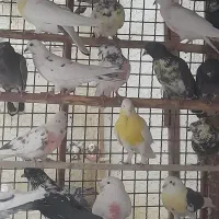 کبوتر پرشی درجه ۱ دونه ۲۰۰