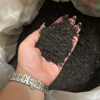 چای ایرانی