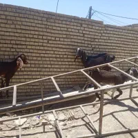 بز نیدی