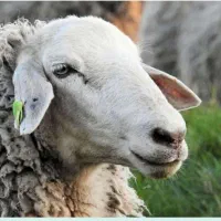 قصاب وذبح گوسفند